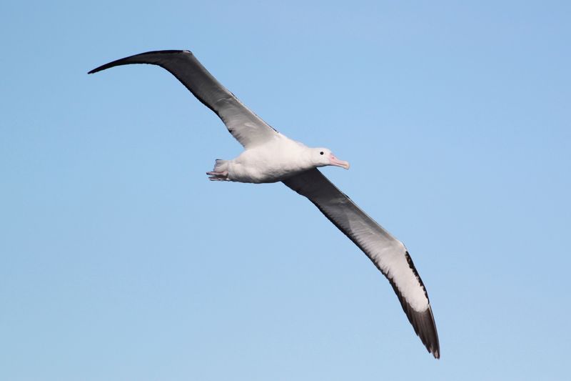 Southern Royal Albatross