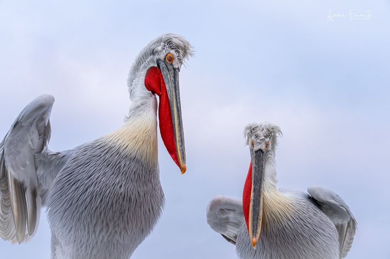 Dalmatian Pelican