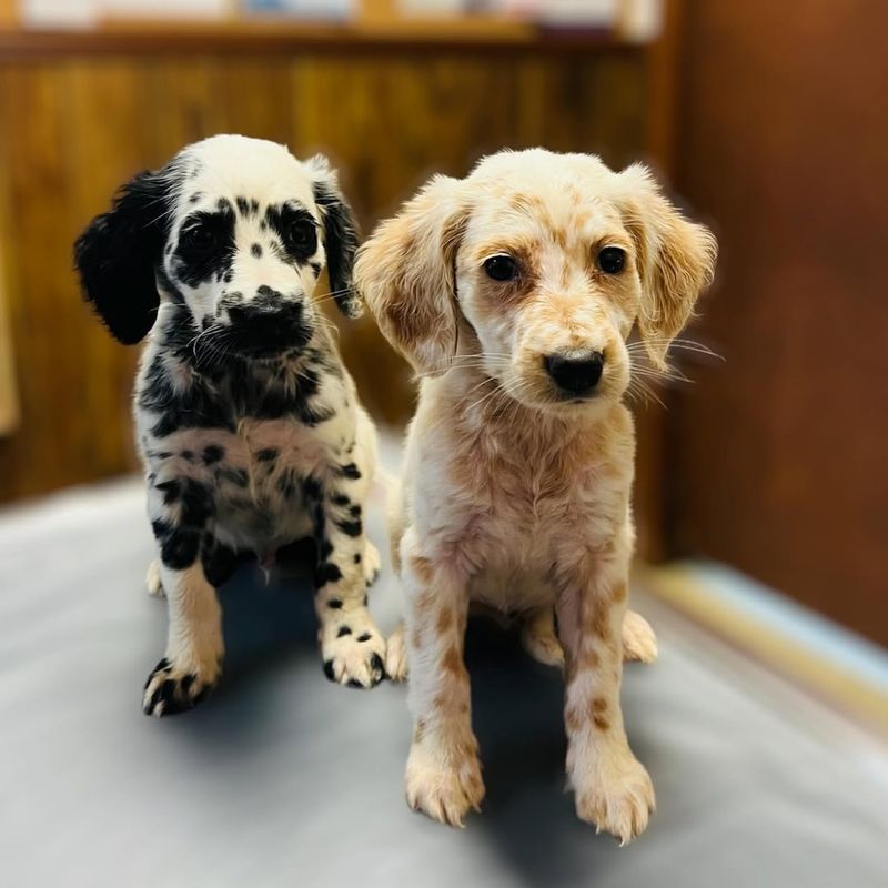 Dalmatian Puppy