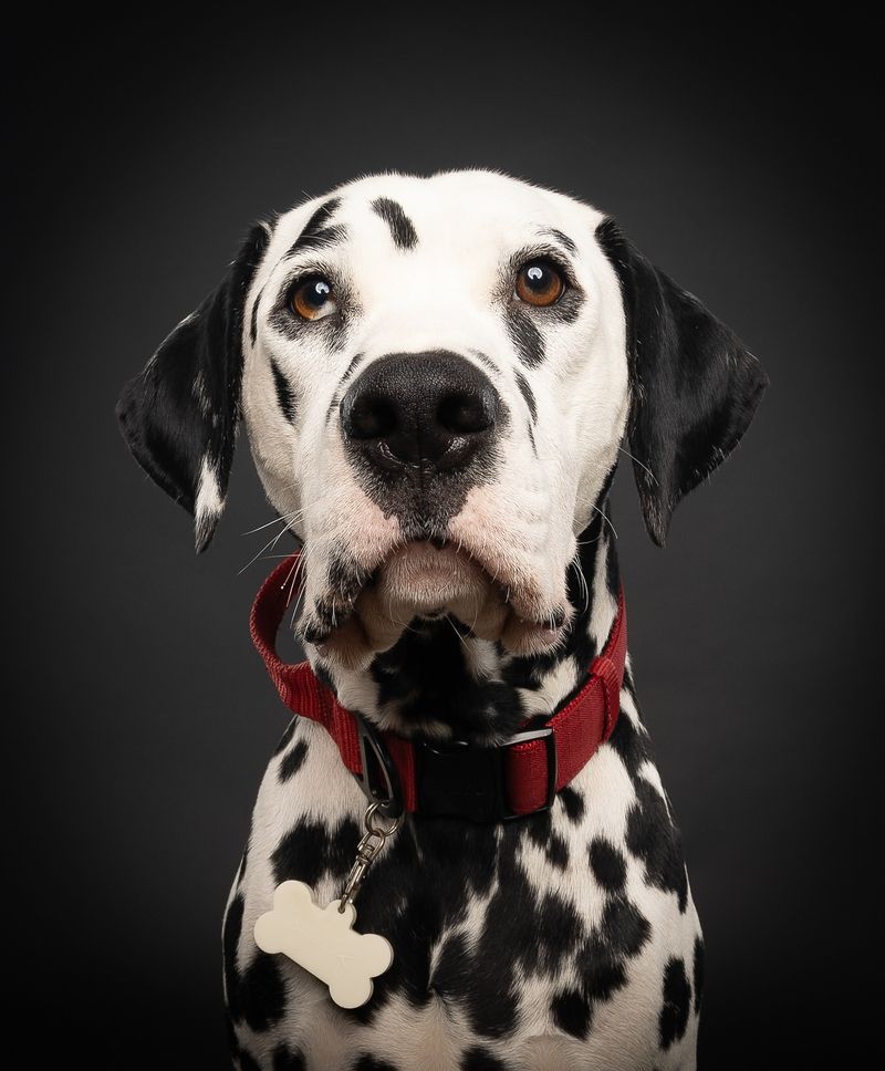 Dalmatian