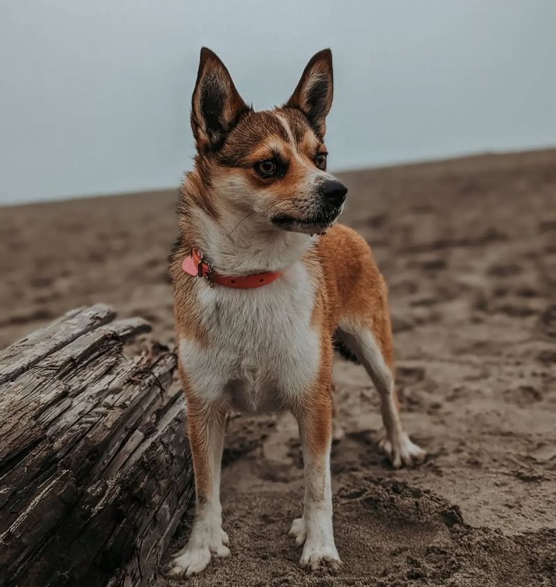 Norwegian Lundehund