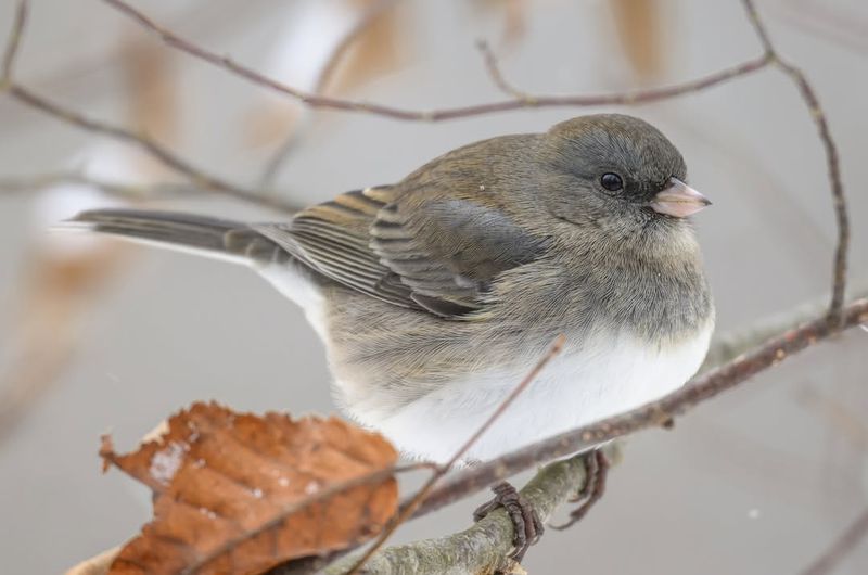 Dark-eyed Junco