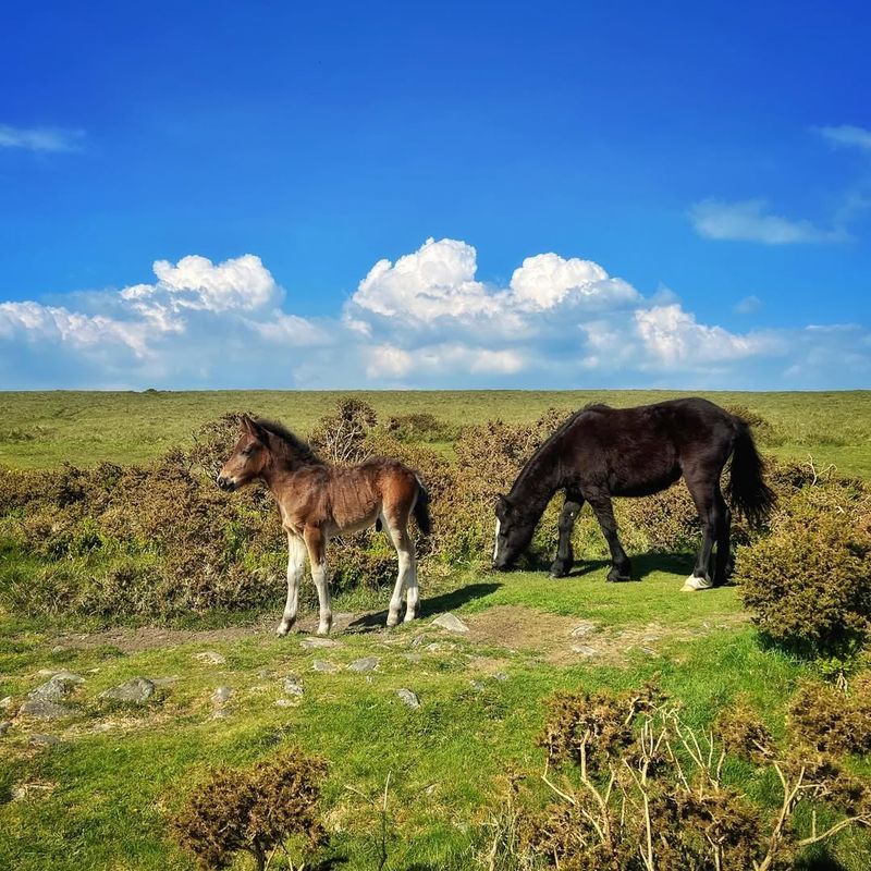 Dartmoor Ponies of England