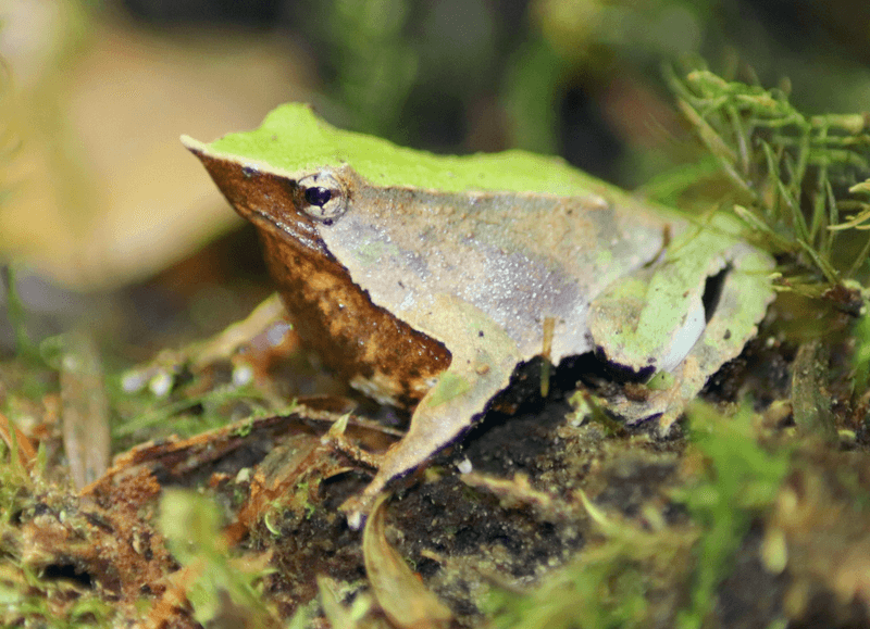 Darwin's Frog Mouth-Brooding