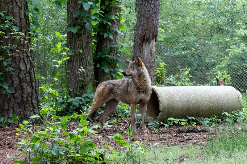 Decline in Suitable Habitats