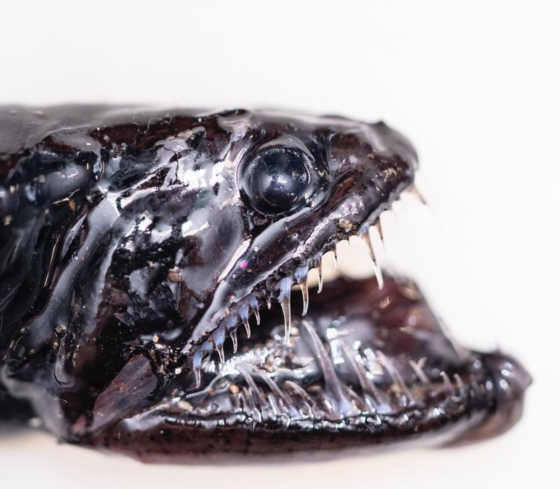 Deep Sea Dragonfish