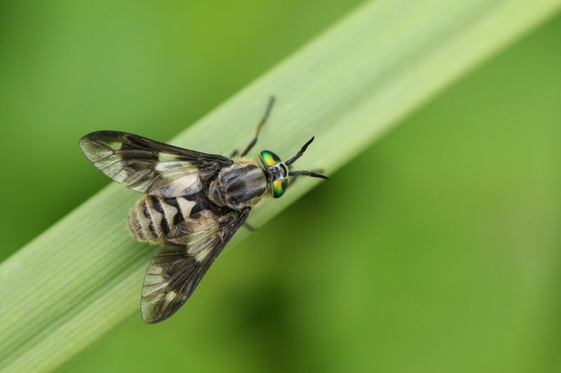 Deer Flies