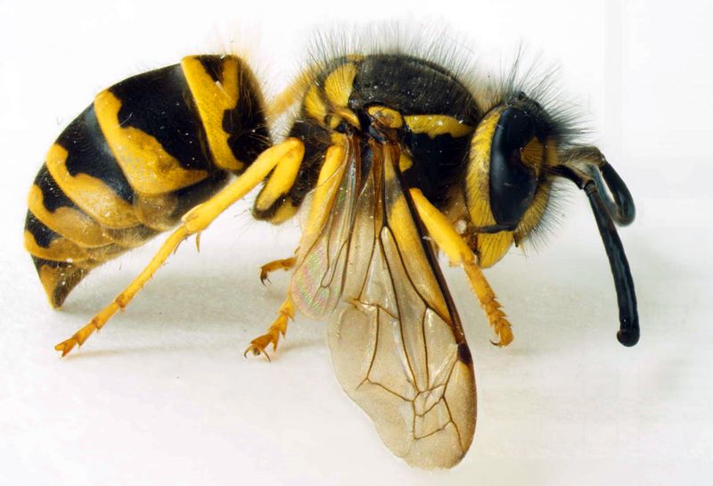 Eastern Yellow Jacket