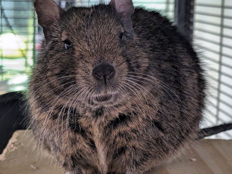 Degu