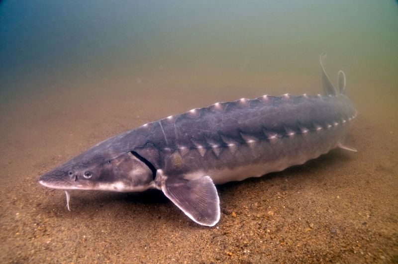 Delaware's Atlantic Sturgeon