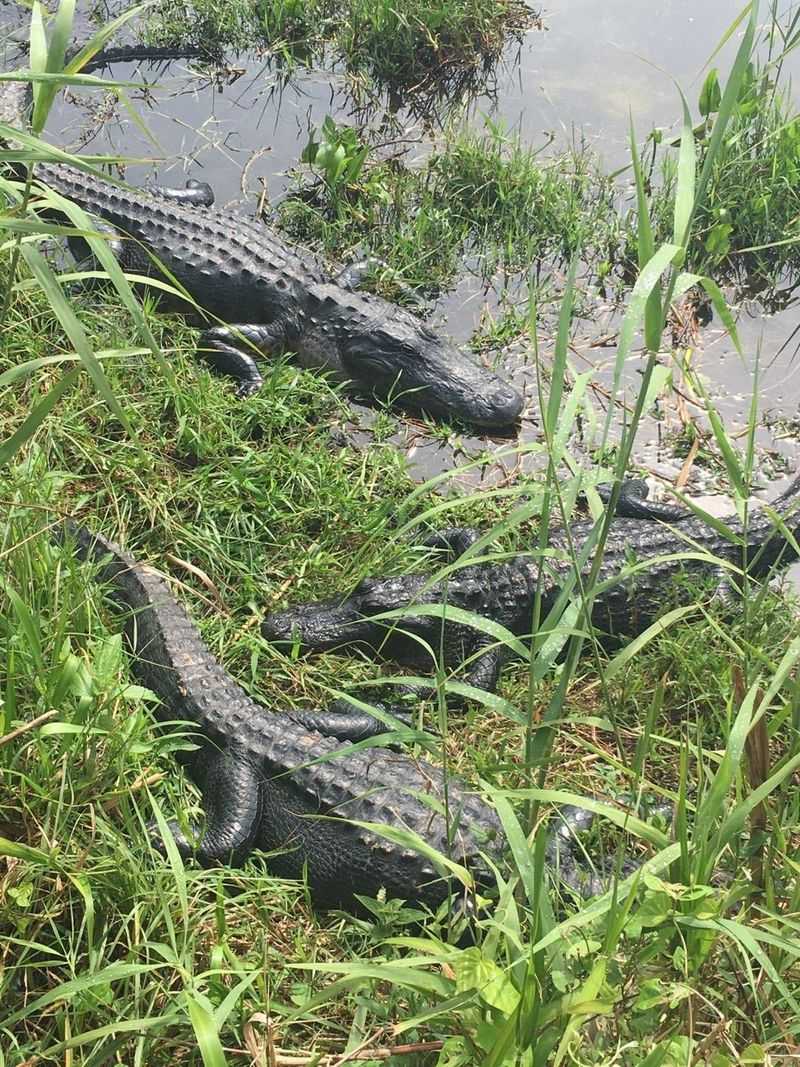 Delaware's Marsh Monster