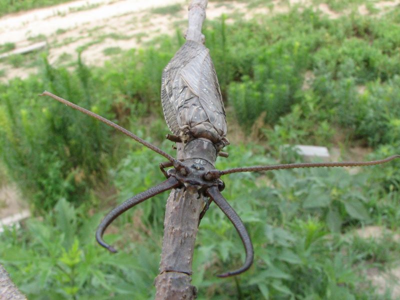 Delaware's Giant Eastern Dobsonfly