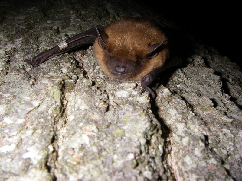 Delaware's Coastal Bats