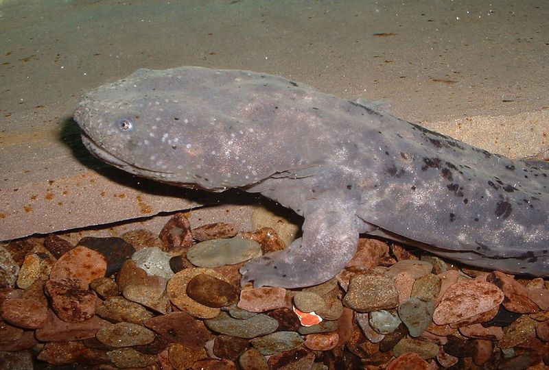 Delaware's Aquatic Wonder: Eastern Mud Salamander