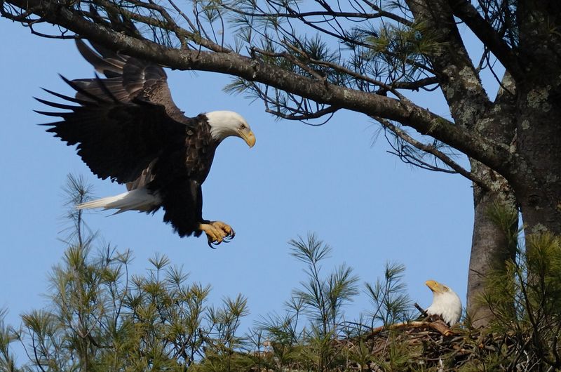 Delaware - Bald Eagle