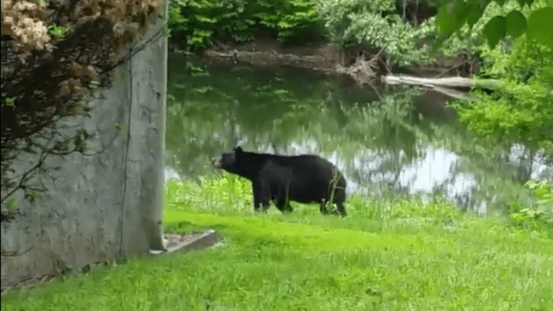 Delaware Bear