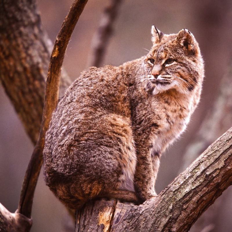 Delaware - Bobcat