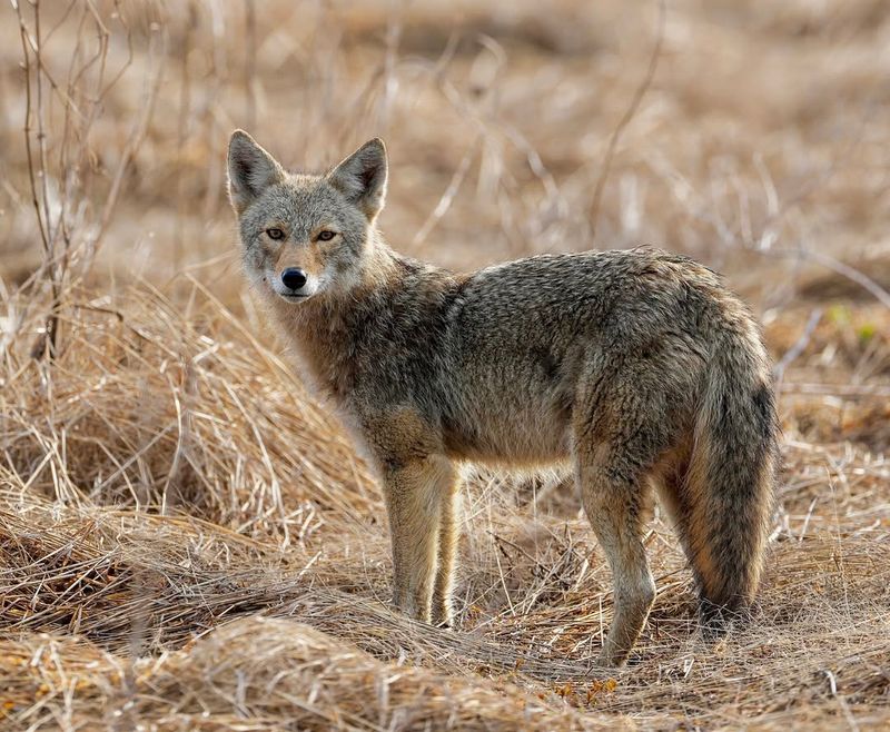 Delaware - Coyotes