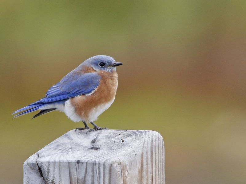 Delaware: Eastern Bluebird