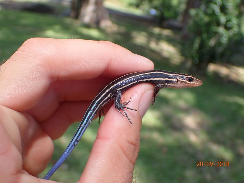 Delaware Northern Coal Skink