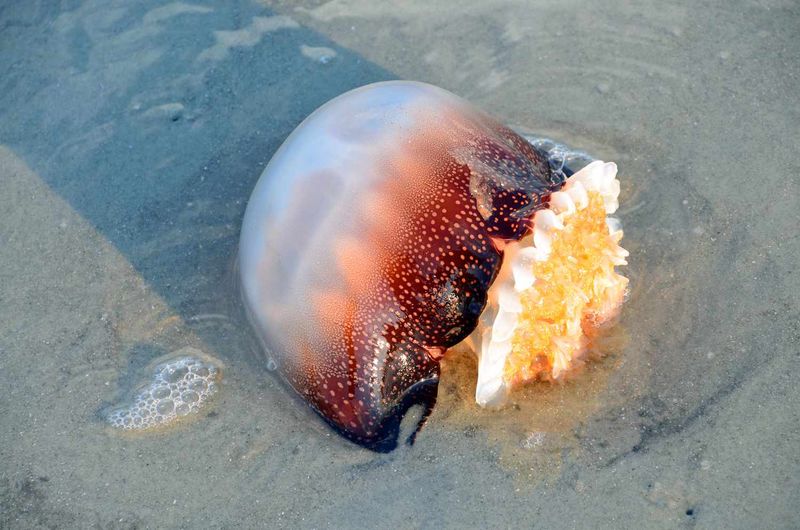 Delaware - The Large Cannonball Jellyfish