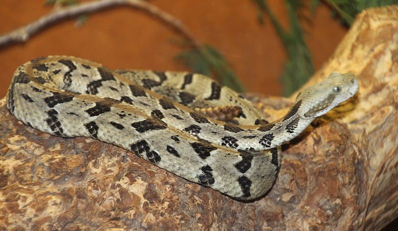 Delaware - Timber Rattlesnake