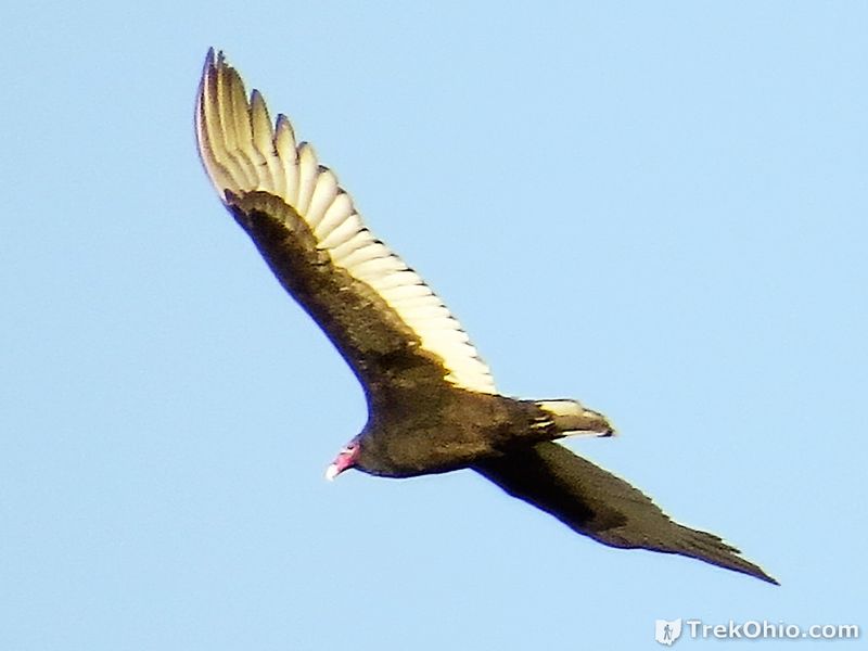 Delaware - Turkey Vulture