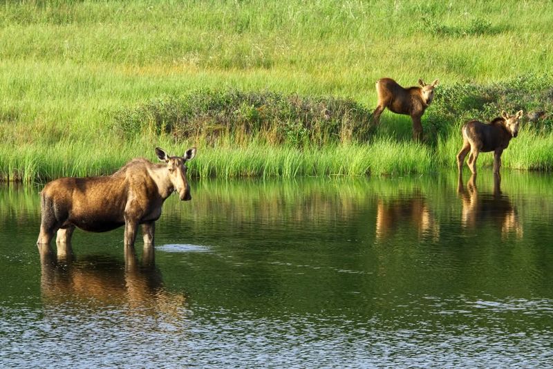 Denali National Park, Alaska