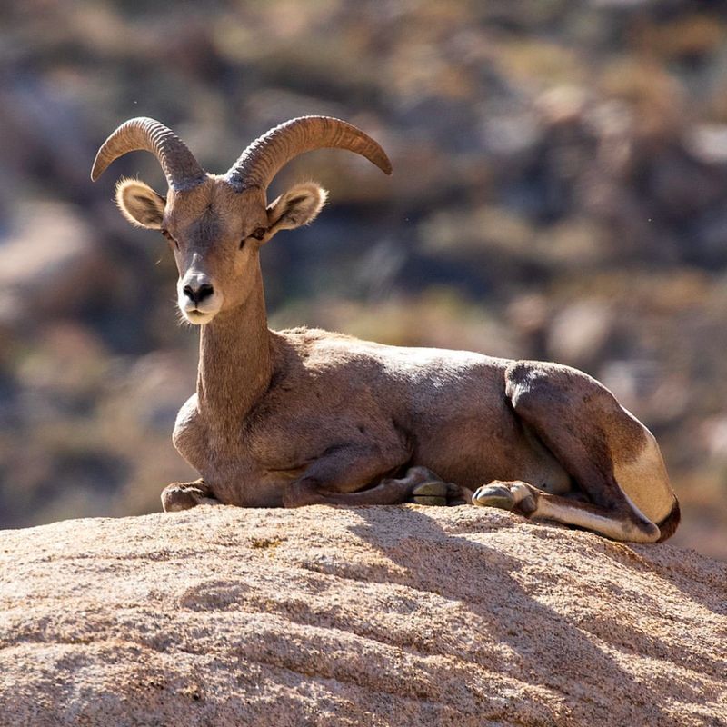 Desert Bighorn Sheep