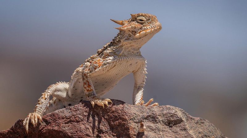 Desert Horned Lizard