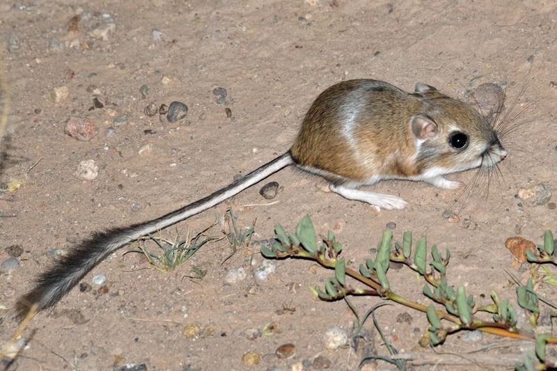 Desert Pocket Mouse