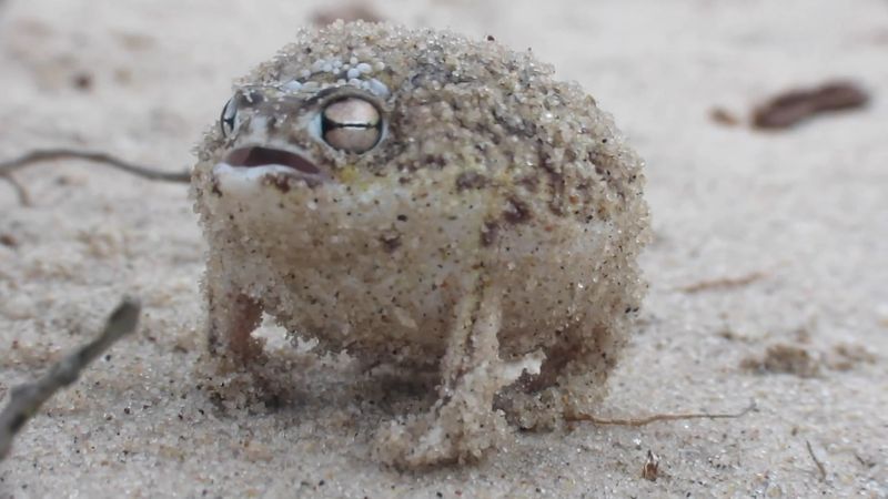 Desert Rain Frog - The Tiny Cry