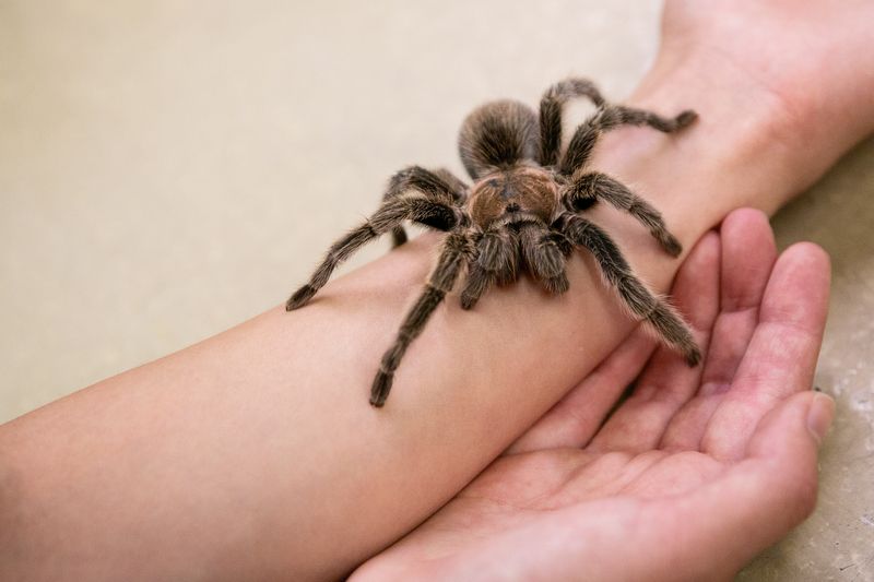 Desert Tarantula in Utah