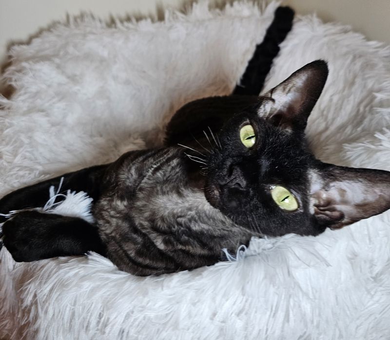 Devon Rex