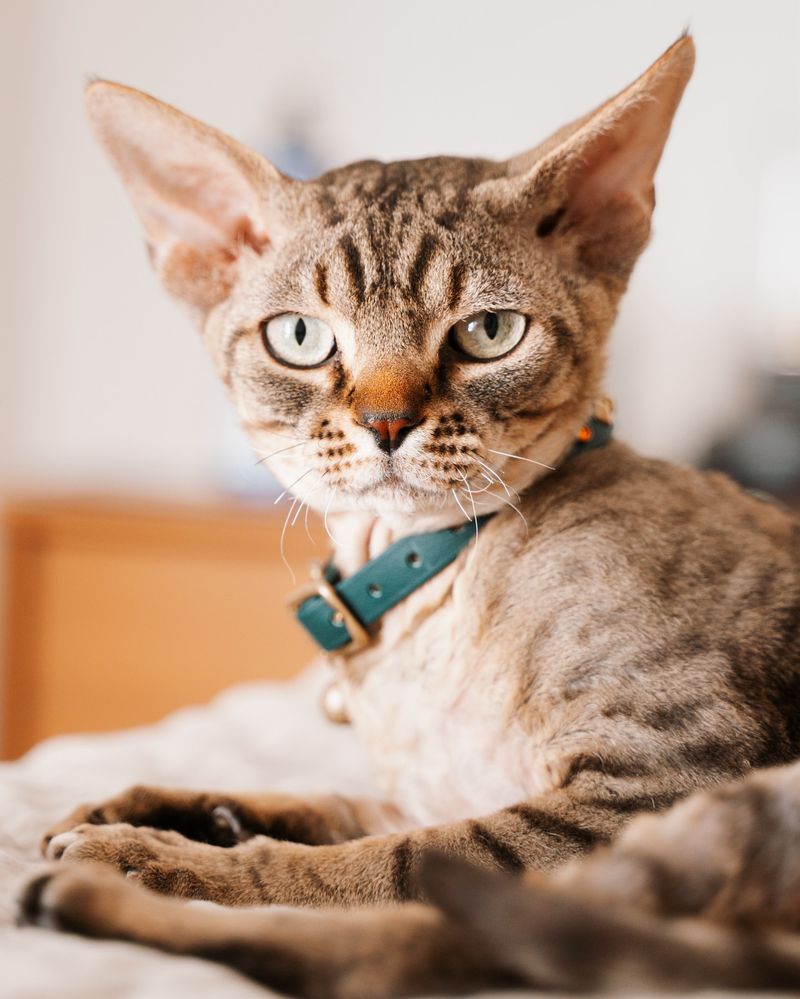 Devon Rex