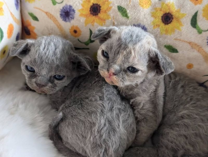 Devon Rex Kitten