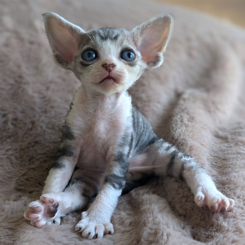 Devon Rex