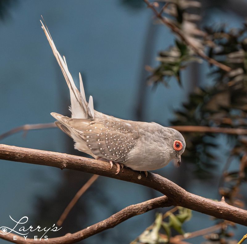 Diamond Dove