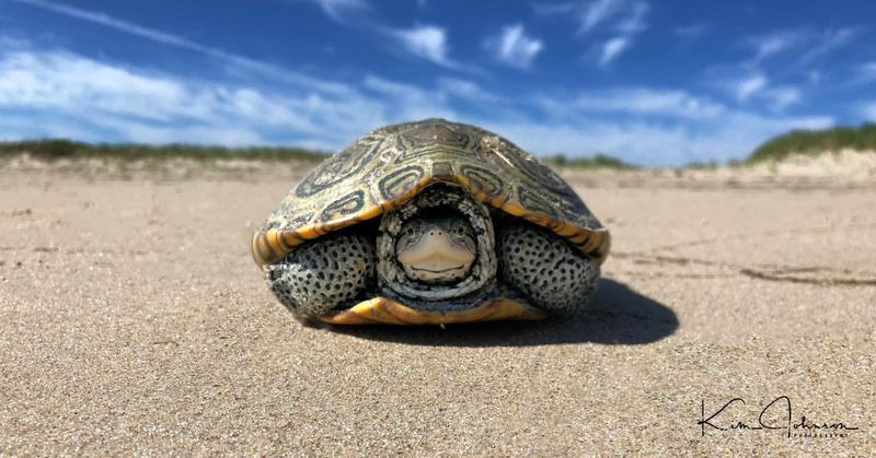 Diamondback Terrapin - Delaware