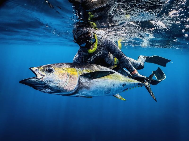 Yellowfin Tuna In California Waters