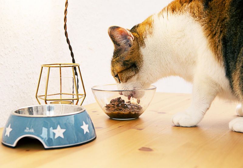 Dietary Needs of Indoor Cats