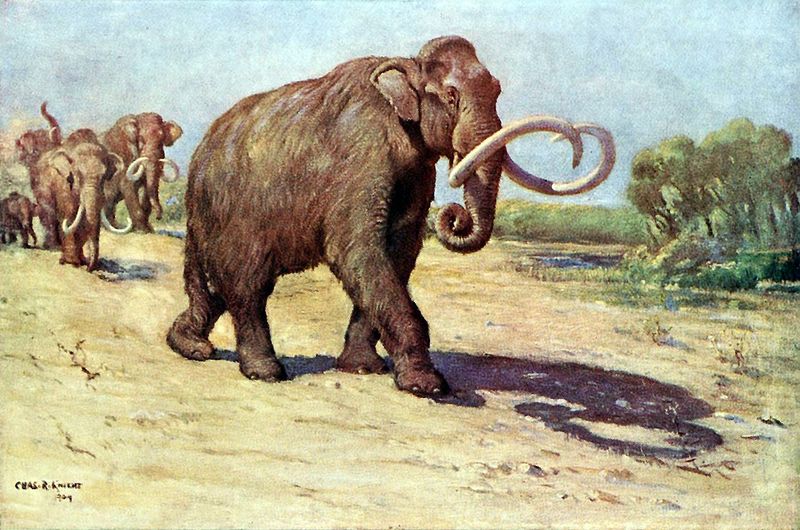 Columbian Mammoth