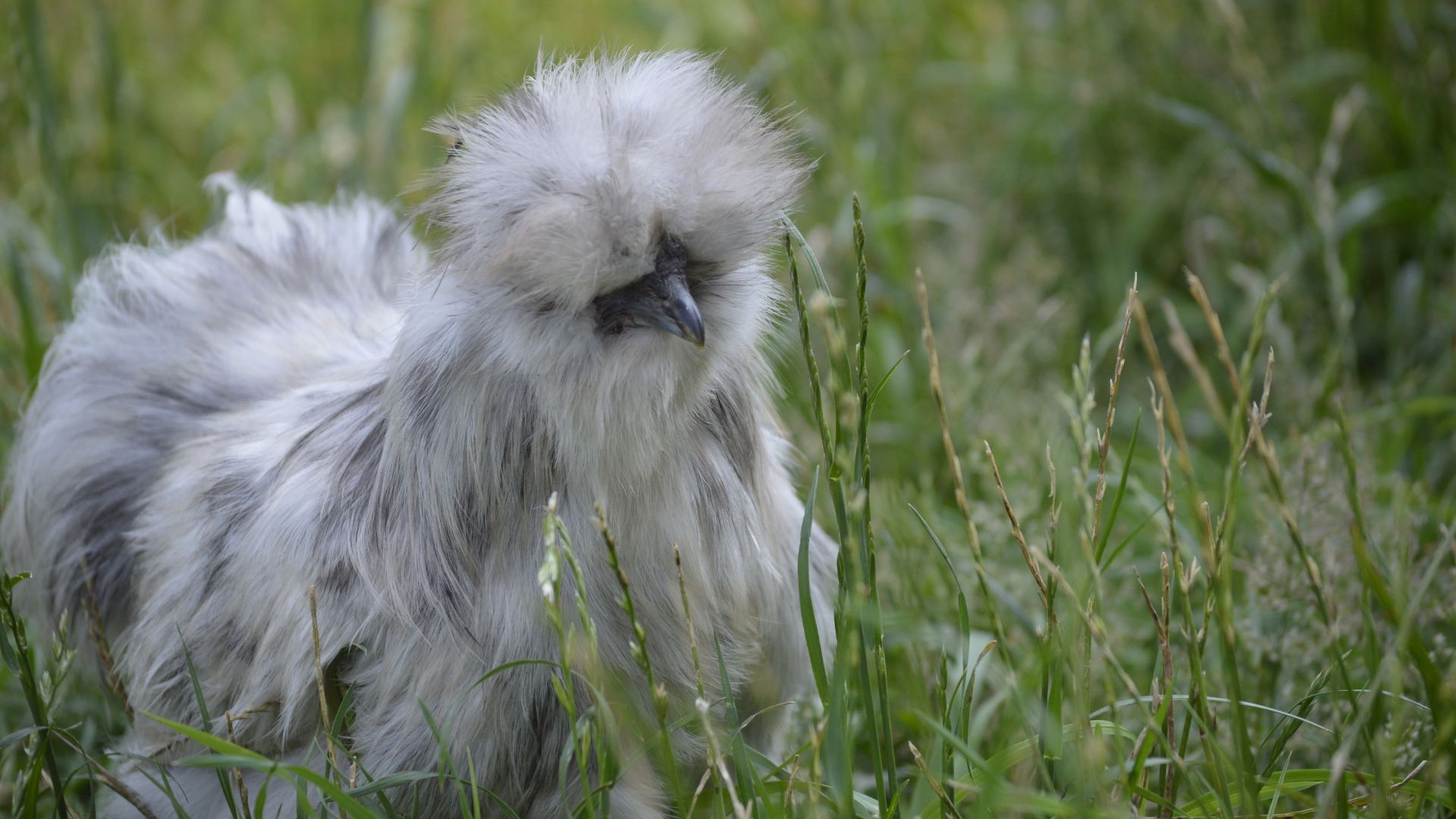 Discover 14 Beautiful Blue Chicken Breeds