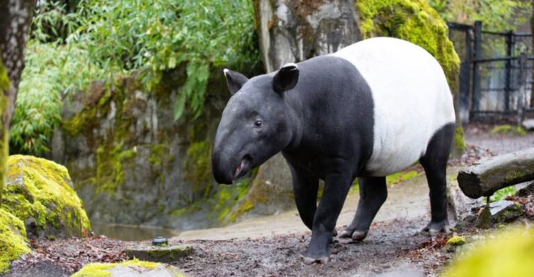 Discover The Malayan Tapir, Asia’s Gentle Forest Dweller