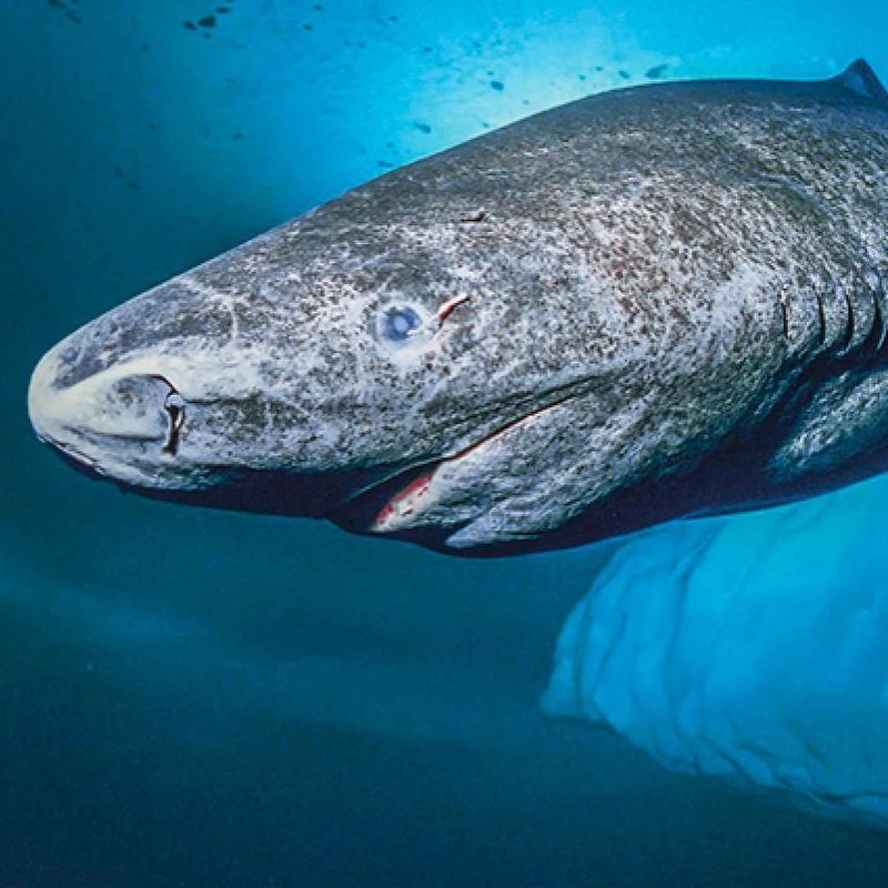 The Greenland Shark's Unmatched Lifespan