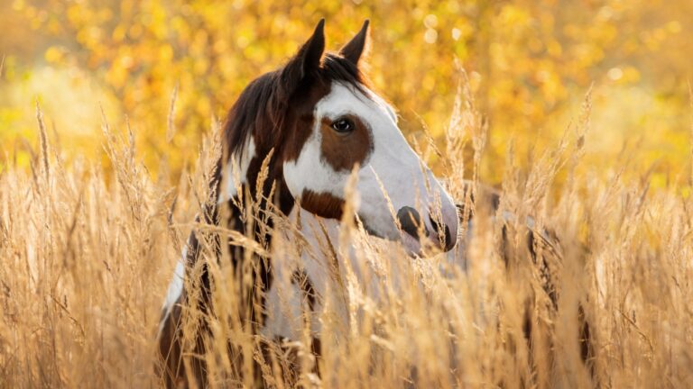Discovering The Top 15 Most Popular Horse Breeds In America