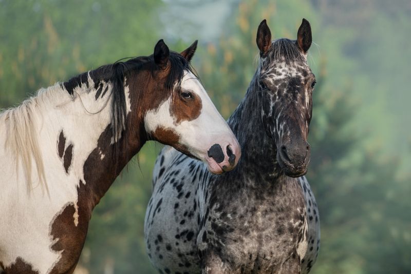 Distinctive Coat Patterns