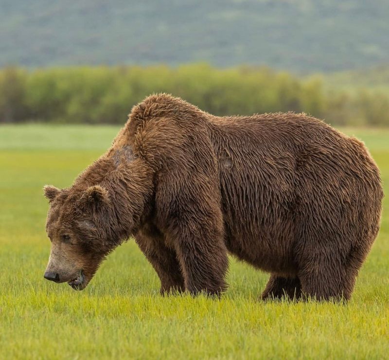 20 Intriguing Facts About The Mighty Grizzly Bear 20 Intriguing Facts About The Mighty Grizzly Bear