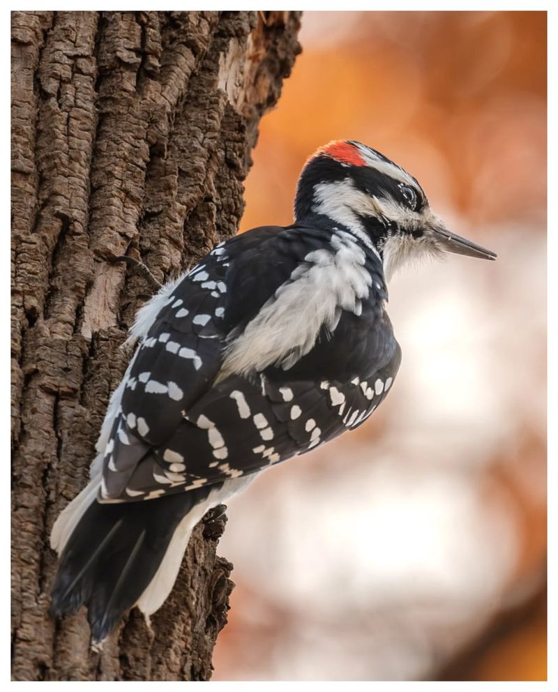 Distinctive Plumage Patterns