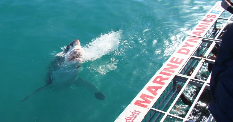 Diving With Great White Sharks In South Africa